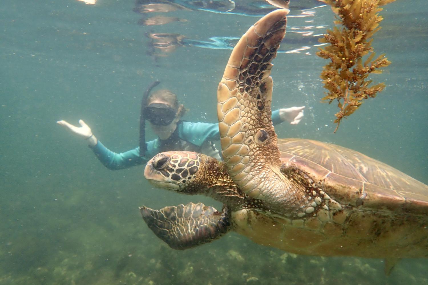 一名<a href='http://dvfs.ngskmc-eis.net'>bv伟德ios下载</a>学生在Galápagos群岛游学途中与一只巨龟游泳.